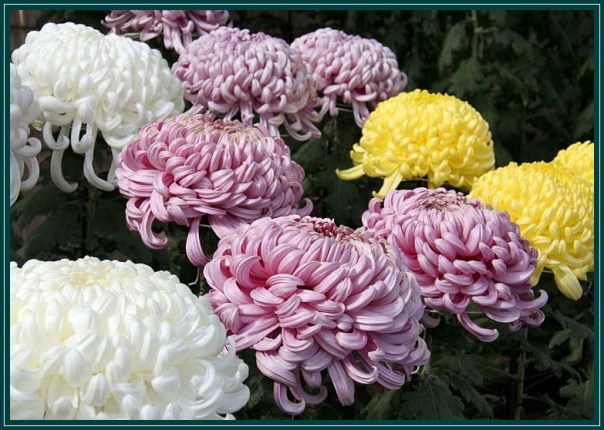 Fiore Di Crisantemo Immagine Stock. Immagine Di Petali - 164732887 - Foto 11