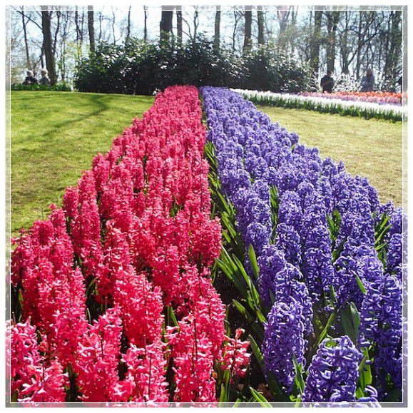 Keukenhof-tulipanes-4